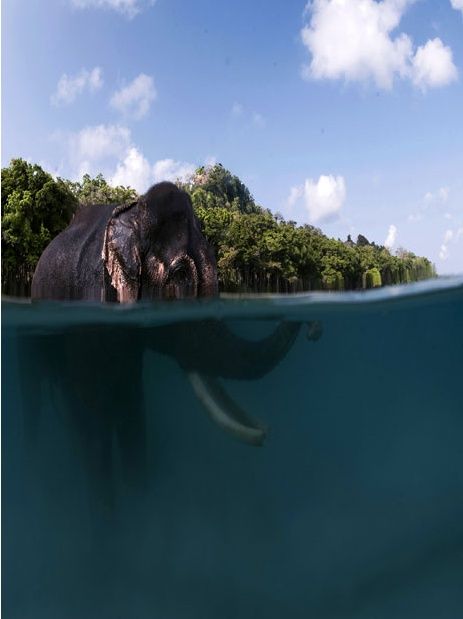 Последний плавающий слон Андаманских островов, Индия (10 фото)