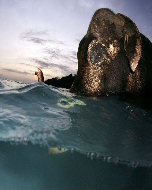 Последний плавающий слон Андаманских островов, Индия (10 фото)