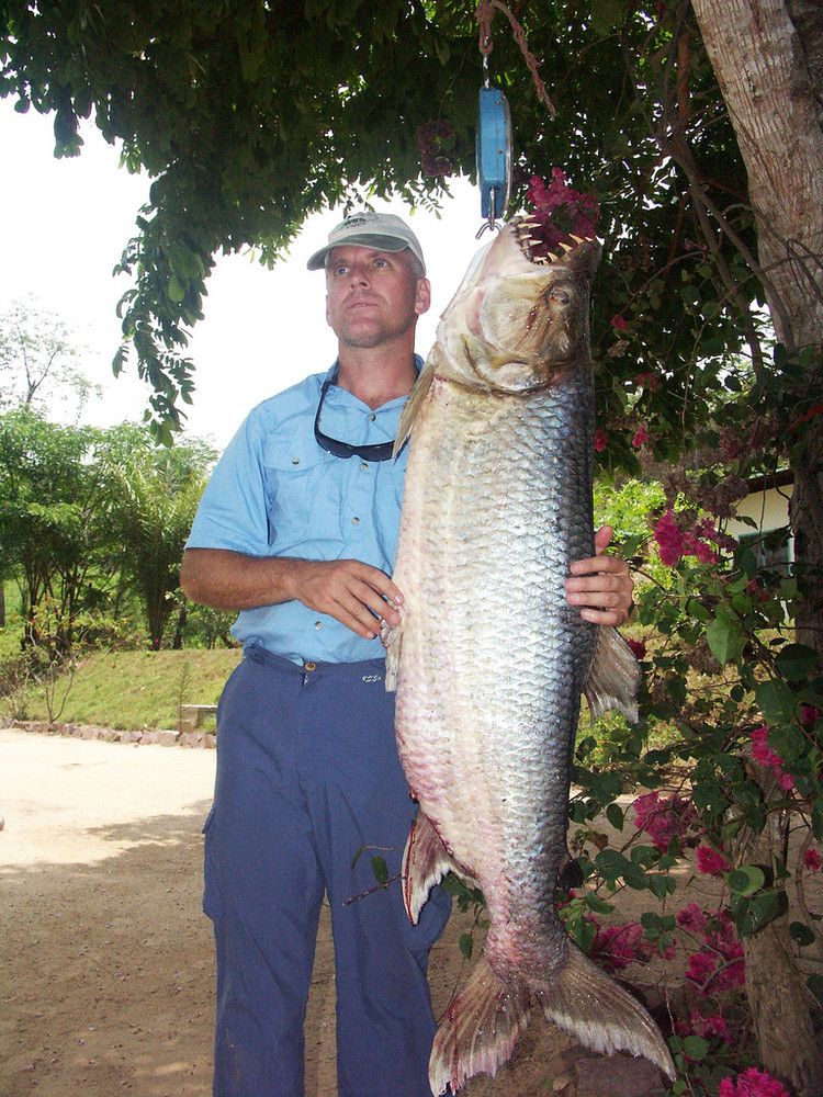 Водный монстр из Африки – Тигровая рыба Голиаф (12 фото + 1 видео)