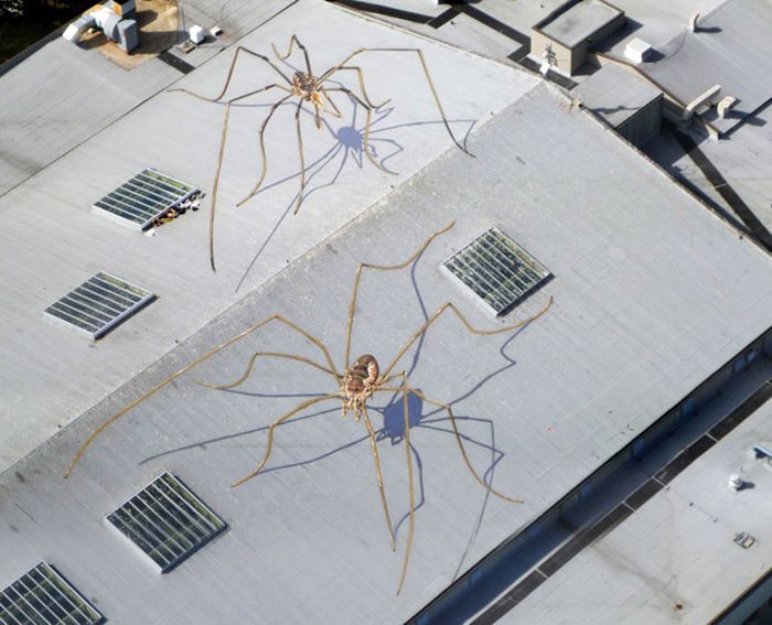 Огромные пауки на крыше (4 фото)