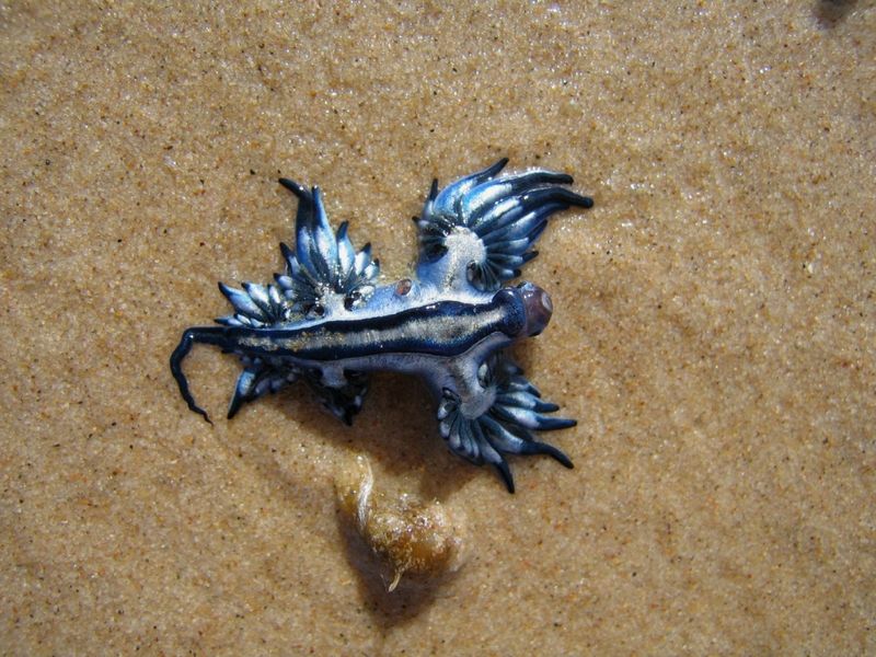 Голубой ангел (Glaucus atlanticus) (9 фото)