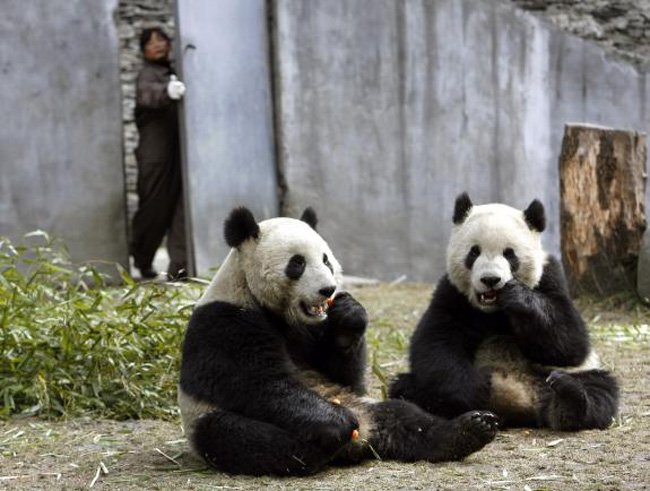 Детёныши панды (4 фото)